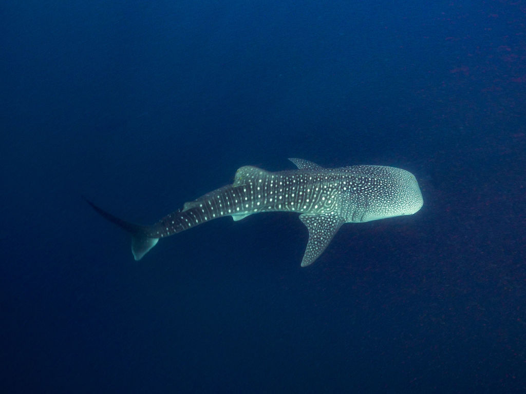 6a1d58f7-1239-4289-8d17-4c2e90f185d7