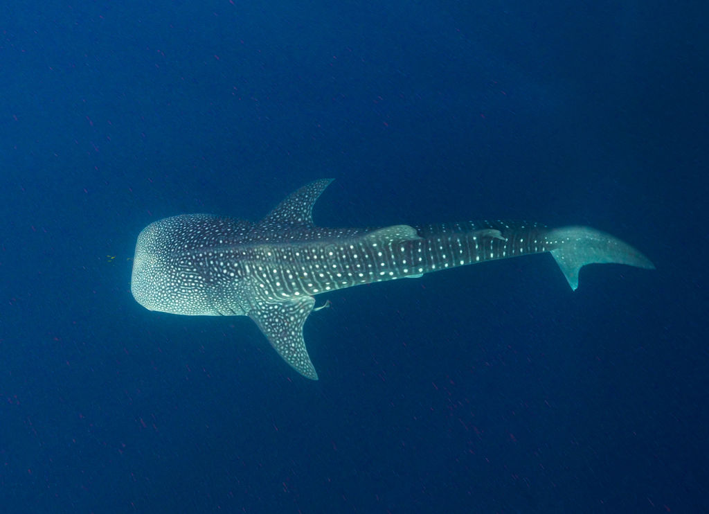 6a1d58f7-1239-4289-8d17-4c2e90f185d7