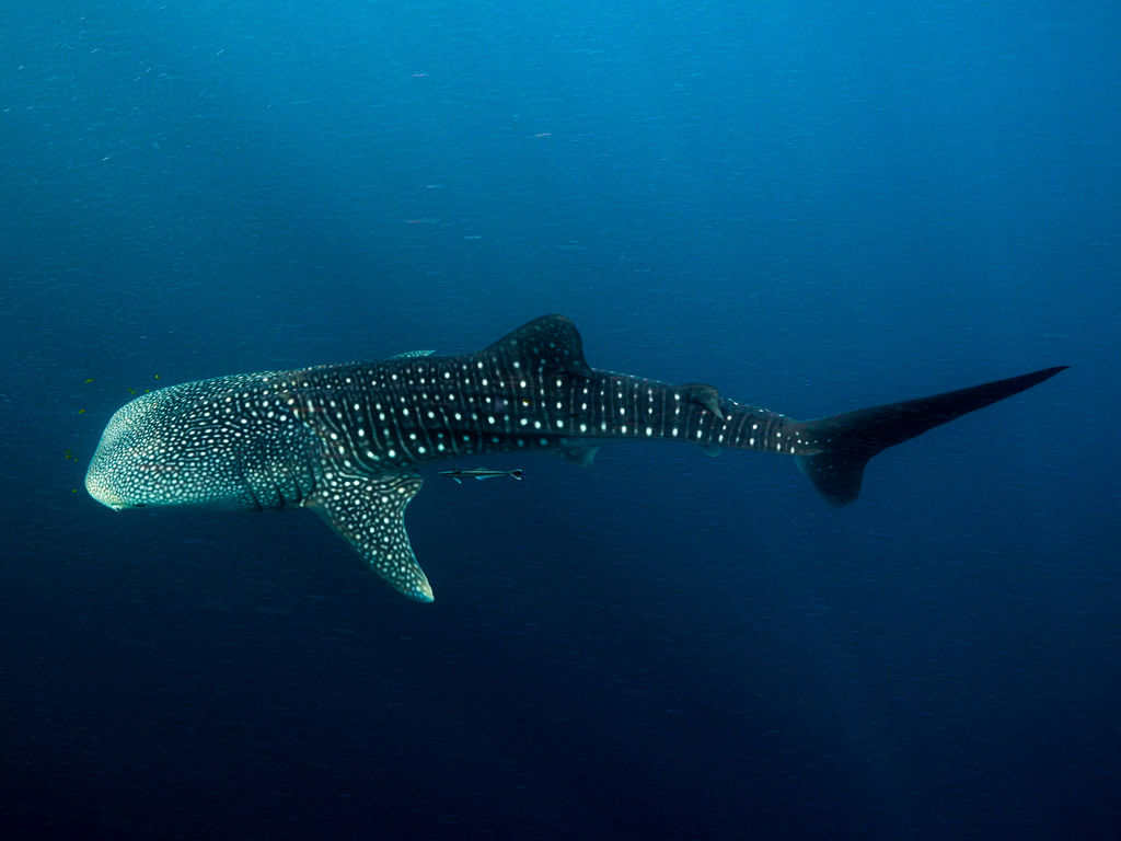 6a1d58f7-1239-4289-8d17-4c2e90f185d7