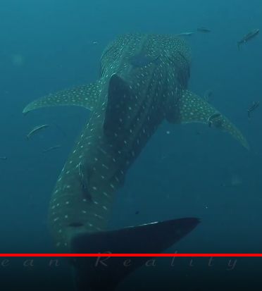 c6f7b951-5b45-4a34-bc5e-46a100213bc3