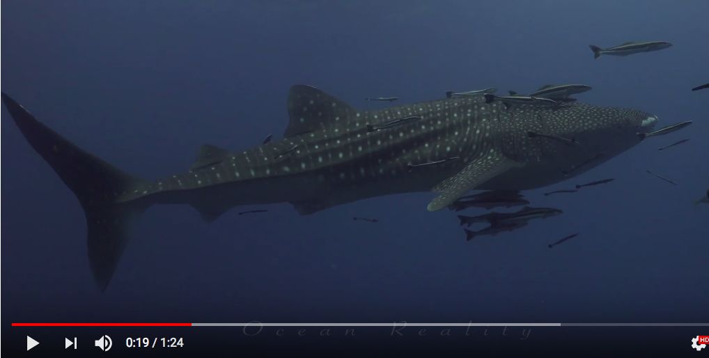 c6f7b951-5b45-4a34-bc5e-46a100213bc3