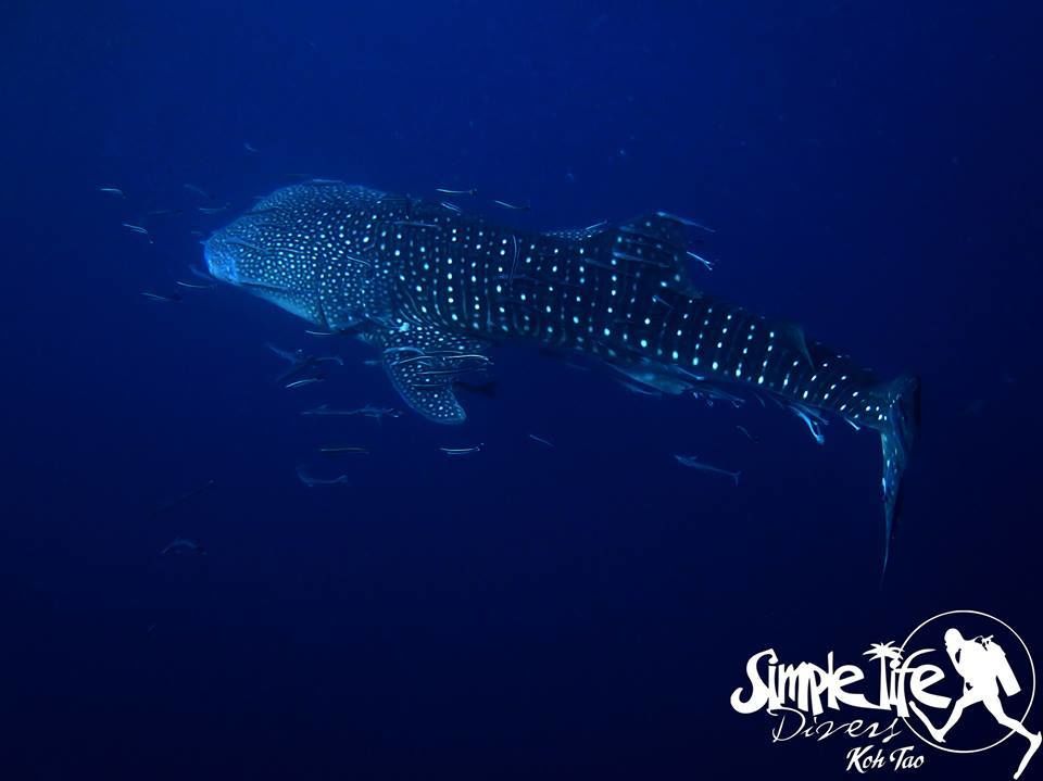 5121df3f-a0ba-4a0b-a48d-71e38f082e77