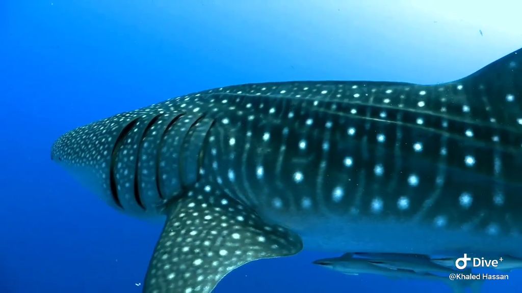 37111f88-2803-46cf-9798-e523f10be6be