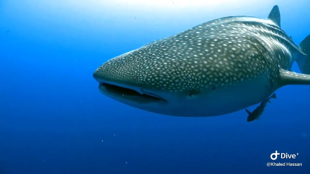 37111f88-2803-46cf-9798-e523f10be6be