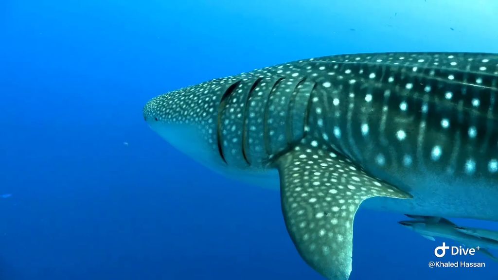 37111f88-2803-46cf-9798-e523f10be6be