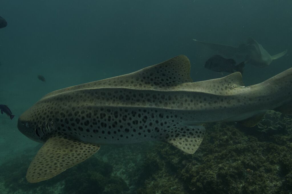 d30cac97-a151-4627-a645-c639673e6595