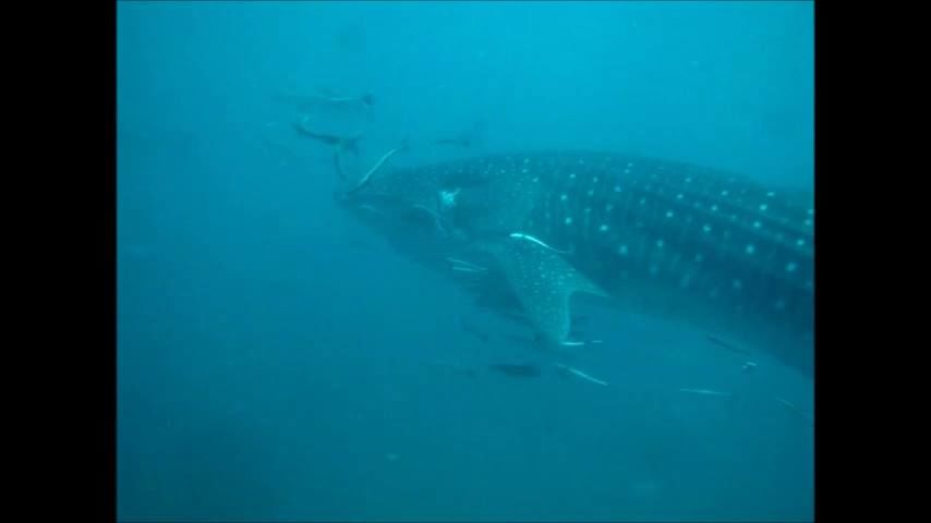 d5e78f01-d6f9-456b-ac1a-f0bb8cd2e850