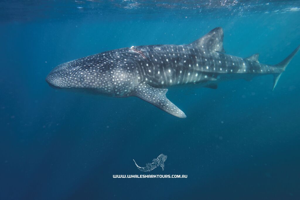 38745309-ccef-4ef0-86ea-b255517433b9