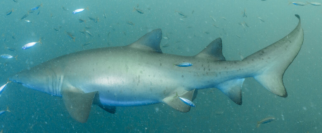 02343d4e-b897-4a41-a474-5bcf15148364