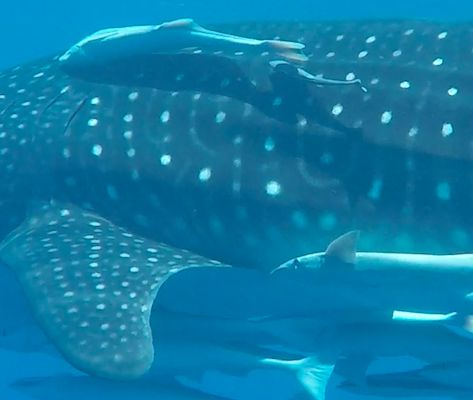 aeb4c8bd-5216-4a79-ab0e-92b47e96c57d