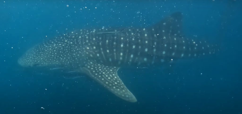 6f1d2a5f-3b88-48b5-9fed-6ae9ef30275c