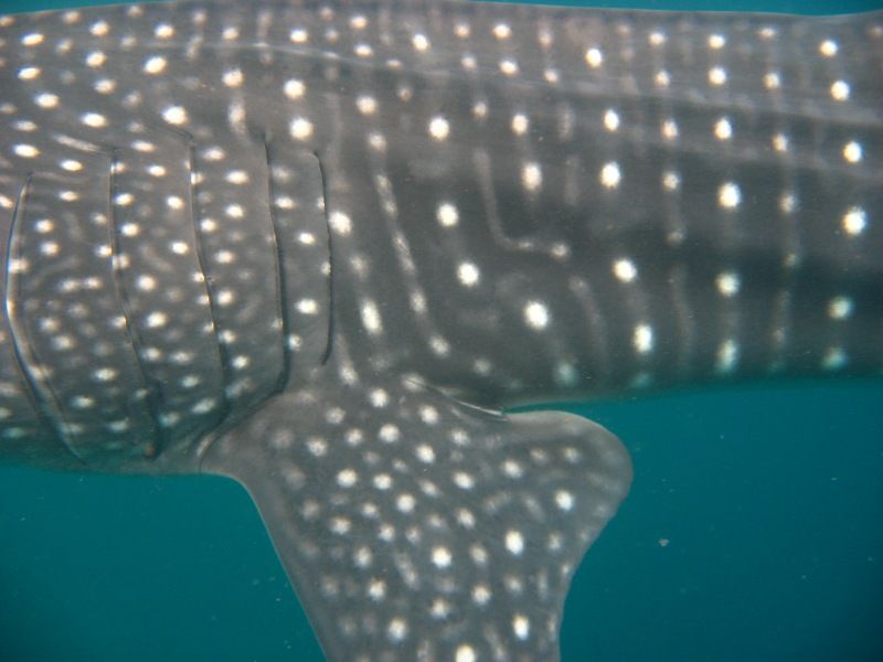 28250ead-c948-465e-a68e-2dcd61cb39cf