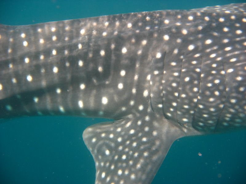 28250ead-c948-465e-a68e-2dcd61cb39cf