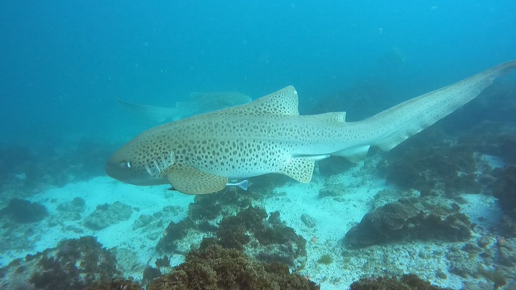 a62dc779-4720-4379-9956-9be28e2e9720