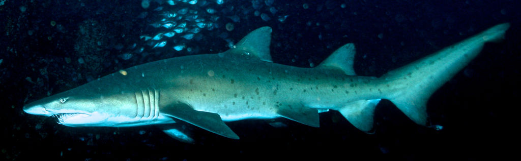 b3960d7b-b335-464c-ae81-beac3f4e4ee9