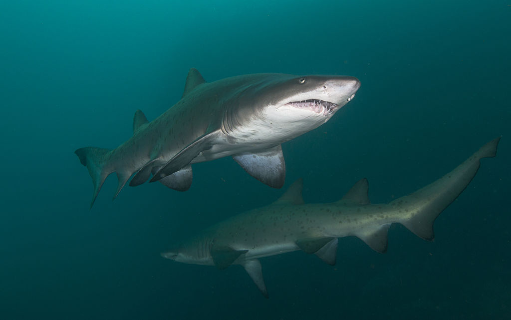 84d59756-0418-47a1-904c-f681687afaee