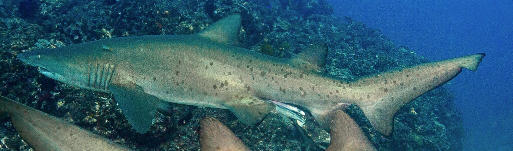 58f5df5b-1781-45fd-ba96-947b87e237a5