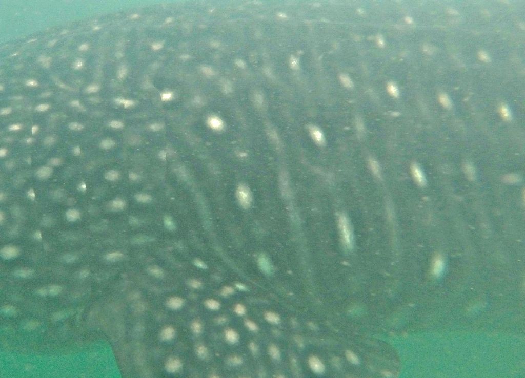 c834ea59-47d7-46a5-9f14-1bd12eb869f1