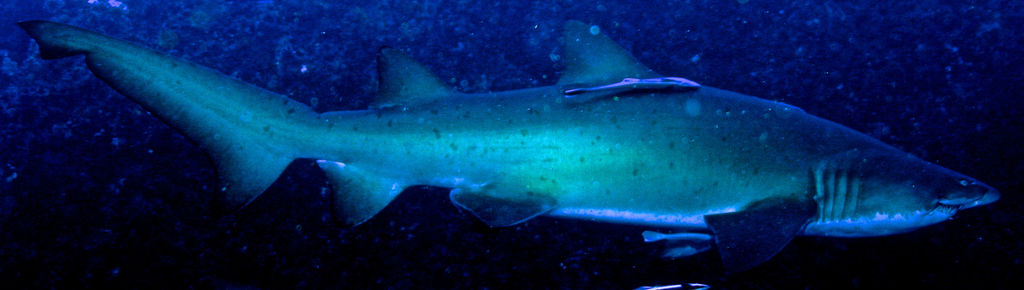 8999d480-7354-4e1d-8553-22799d6b511f