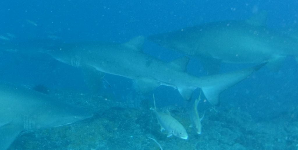 8b0e9898-2659-4309-a499-47382dae1335