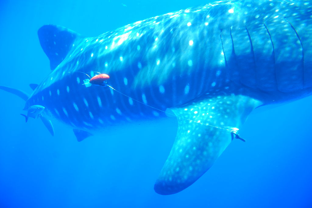 ca7a8854-daf0-4062-82d1-6426ca223de0