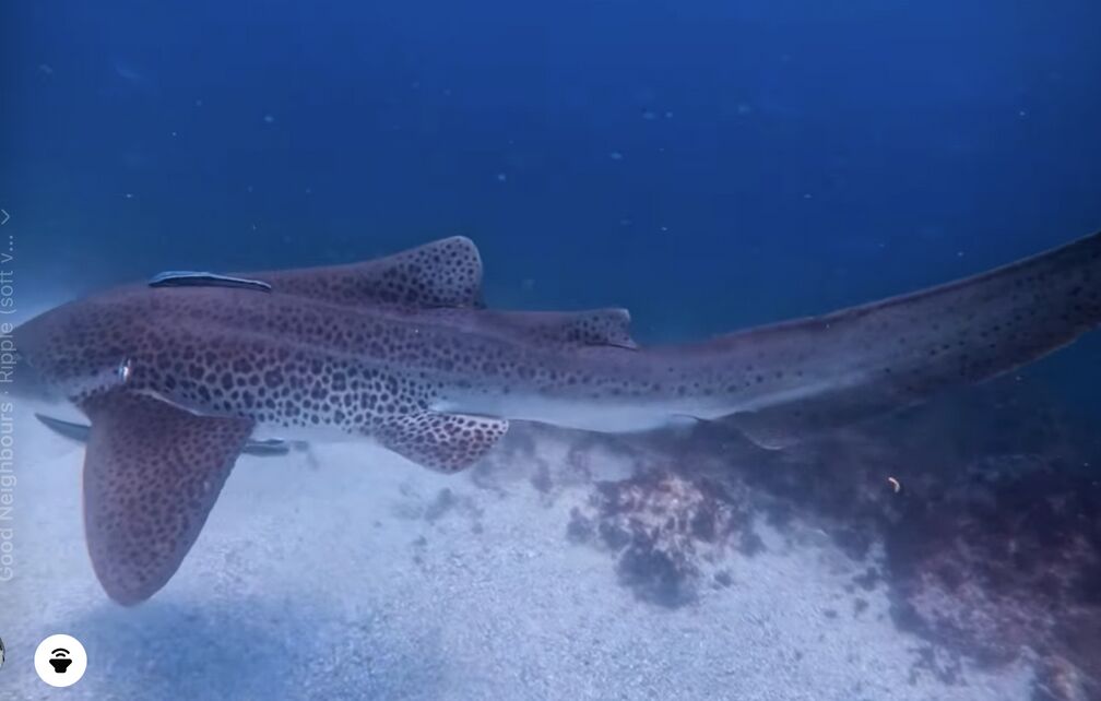 00474191-32ae-418b-a881-d50b263b2b95