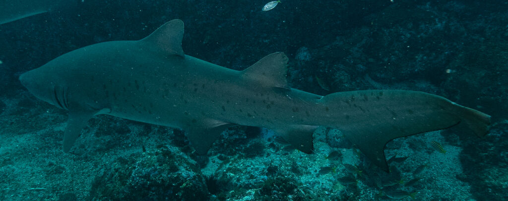 a68beca0-713e-4f9c-8386-74d14c616dbb