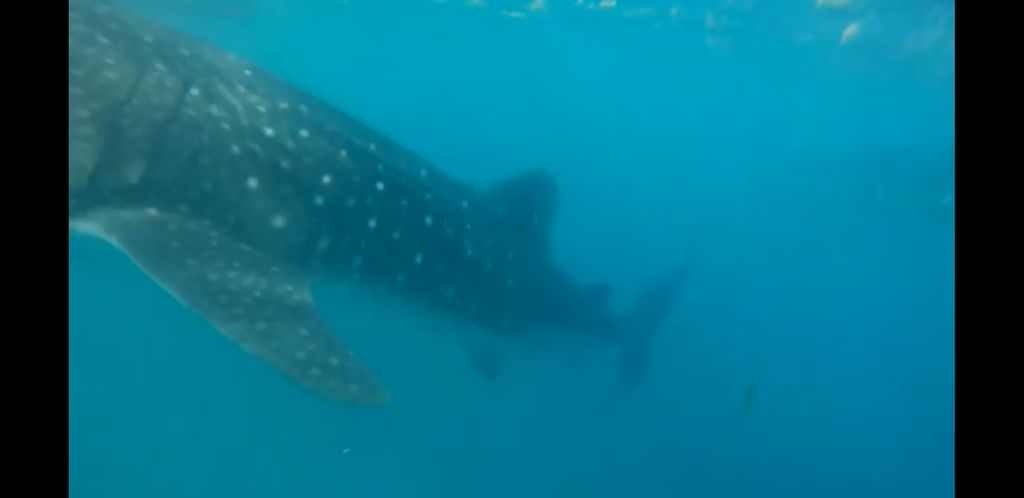 a2503257-78c7-4ded-90a0-53e6b5551439