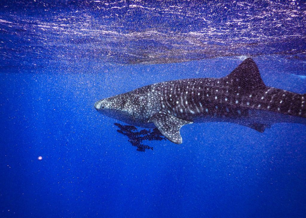 67fb1be0-22a6-4d78-a50c-c403e5495438