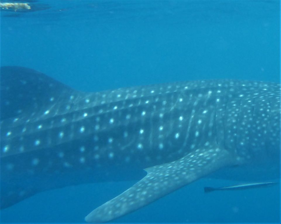 e65c9833-b014-4a1a-9d25-17194640bc7f