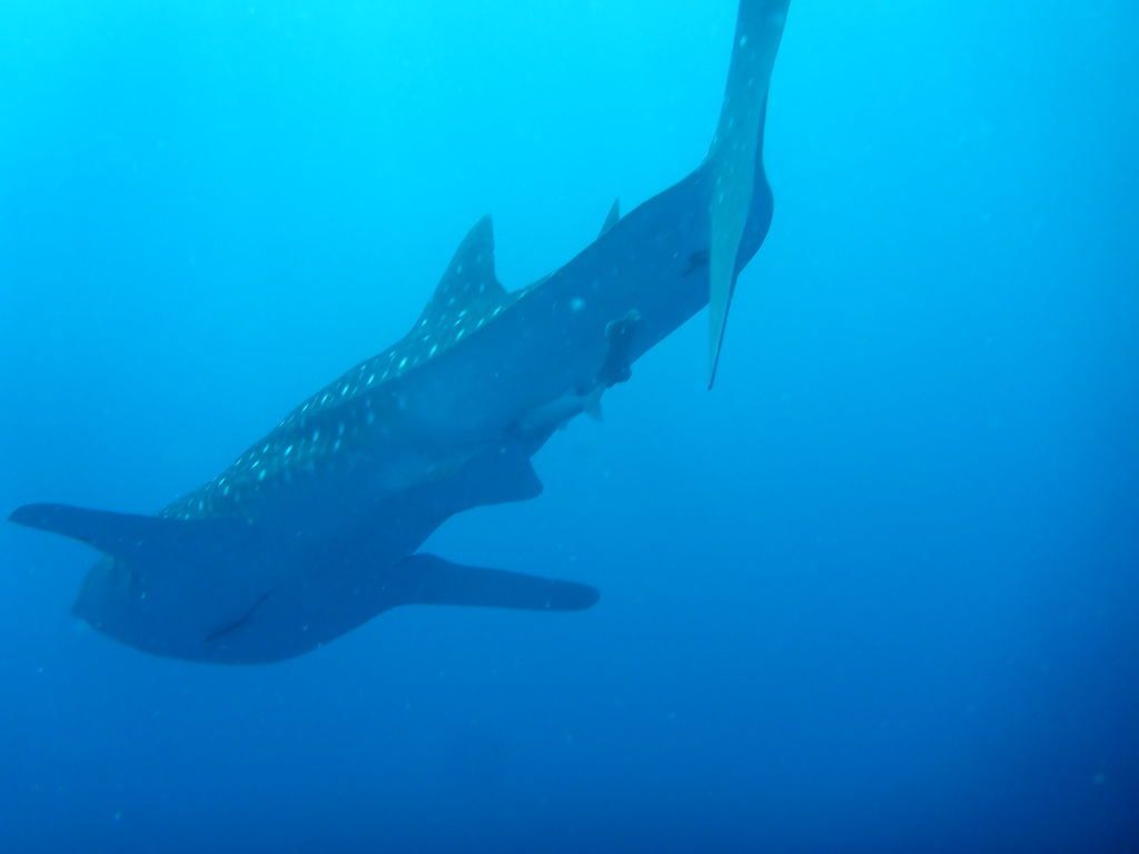 e65c9833-b014-4a1a-9d25-17194640bc7f