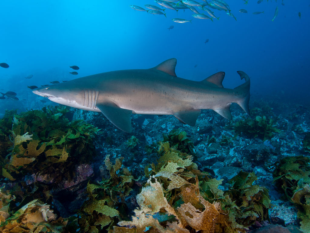 57c55f30-82e9-4221-8500-388b15941a76