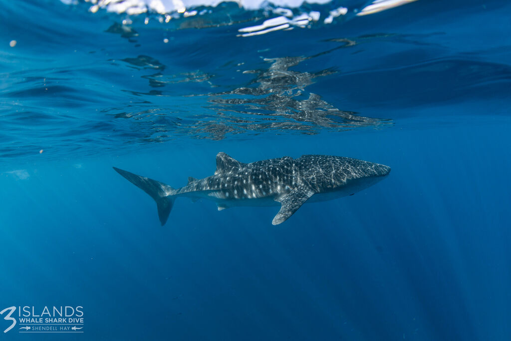 373ba1f3-4cb8-429b-bef4-788937fcdc91