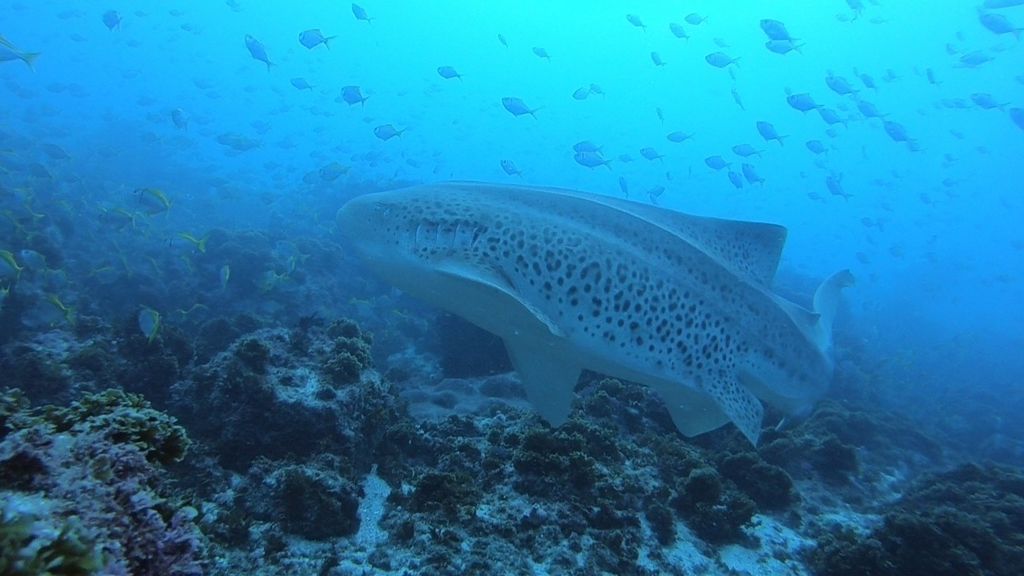 f4ccf2d3-5679-4d8c-8022-5897bfecbd1b