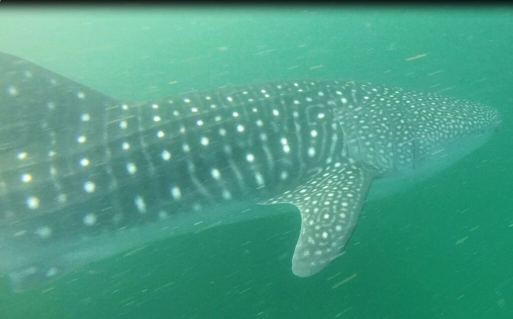 236abcfd-5da4-4b51-8ea9-1072f3f9895e