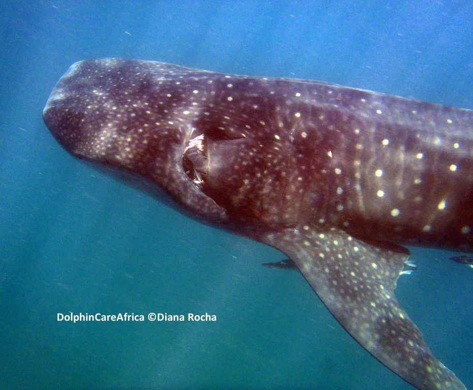 72ed773f-b66d-4119-a84f-46ab43240feb