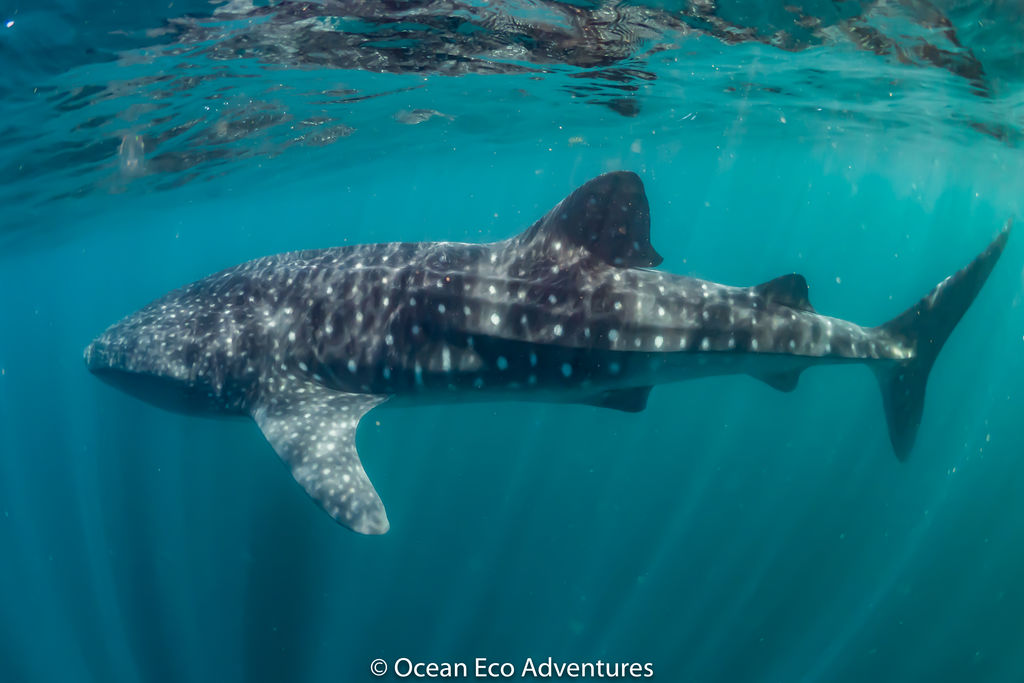 03aaedf1-c950-4063-95af-dca8fcfda47b