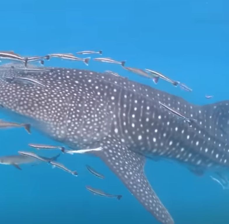 62f79085-3f44-4f97-b2e4-e9741bf046f0