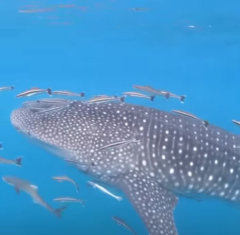 62f79085-3f44-4f97-b2e4-e9741bf046f0