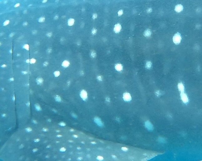 0f1041aa-ea29-4ead-8b96-16e5e548819f