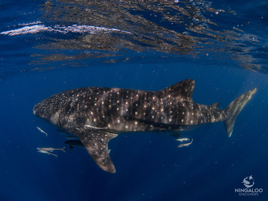 292dd1b3-9ce2-4c73-a52e-3628a5a4cb88