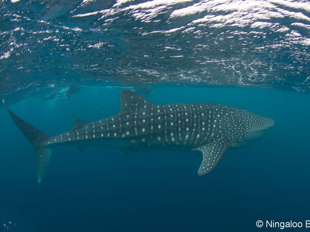 1c9dcca0-46c1-4dc7-9bae-698855ee4c9a