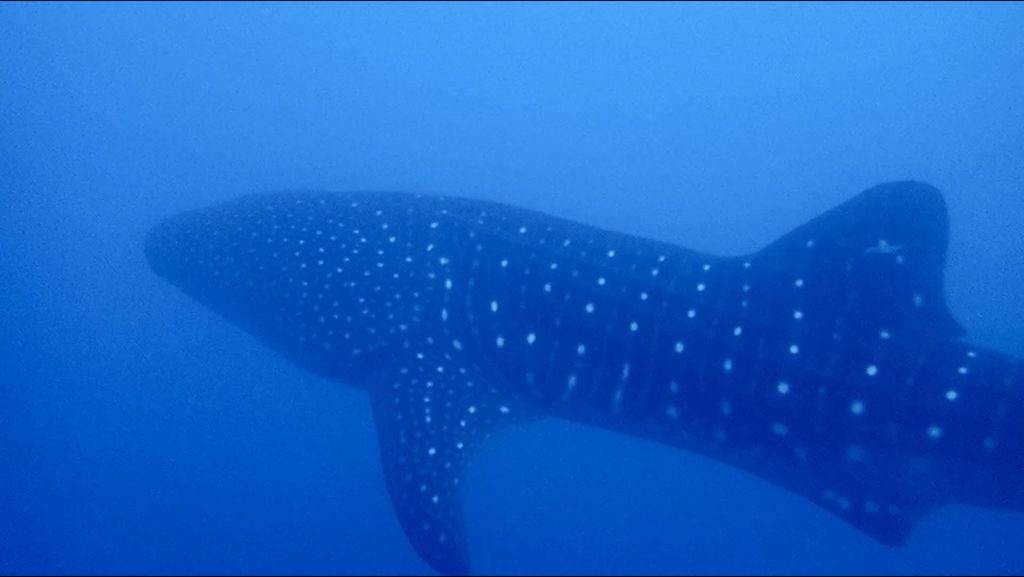 08f8931a-7690-49df-97d5-e10f8e457873