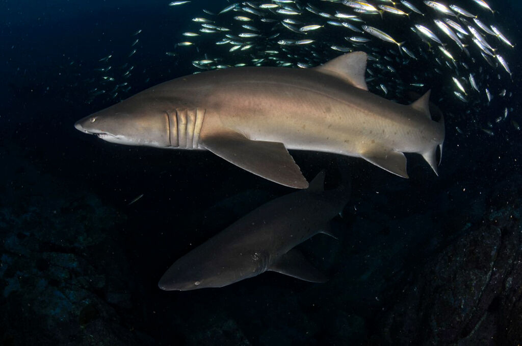 07f0202c-ad49-4c7c-91f1-72ab62e06476