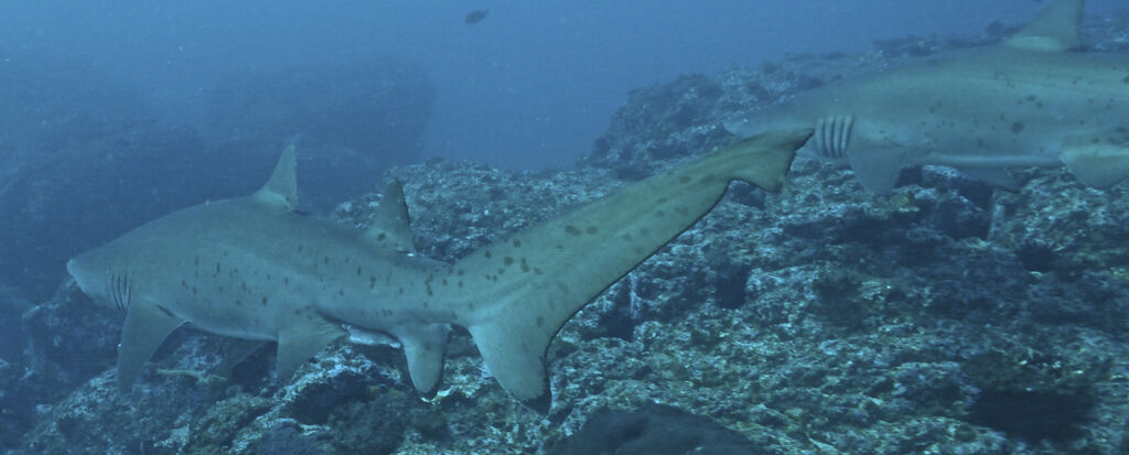 e434f8ba-a842-4113-9a6c-a6917fc618d1