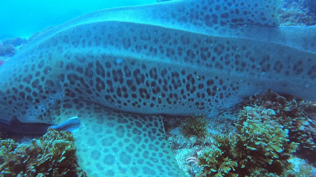 c52e63a0-ccf6-4dd7-9f68-f690342f7a41