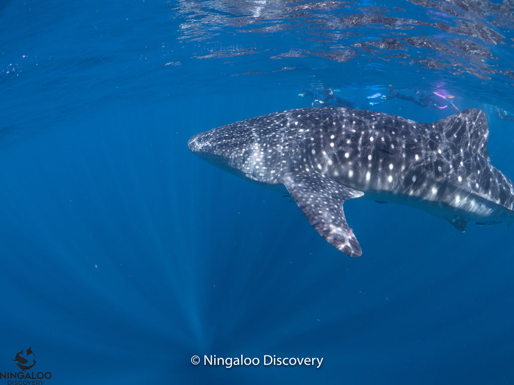 30cafc77-7160-4788-8e5d-eb3e741d1070