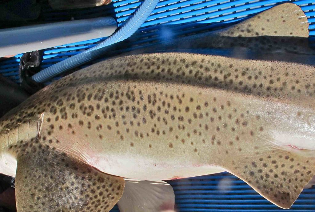 5517f146-5b1d-4ce1-9a93-d1b9a9804ac4