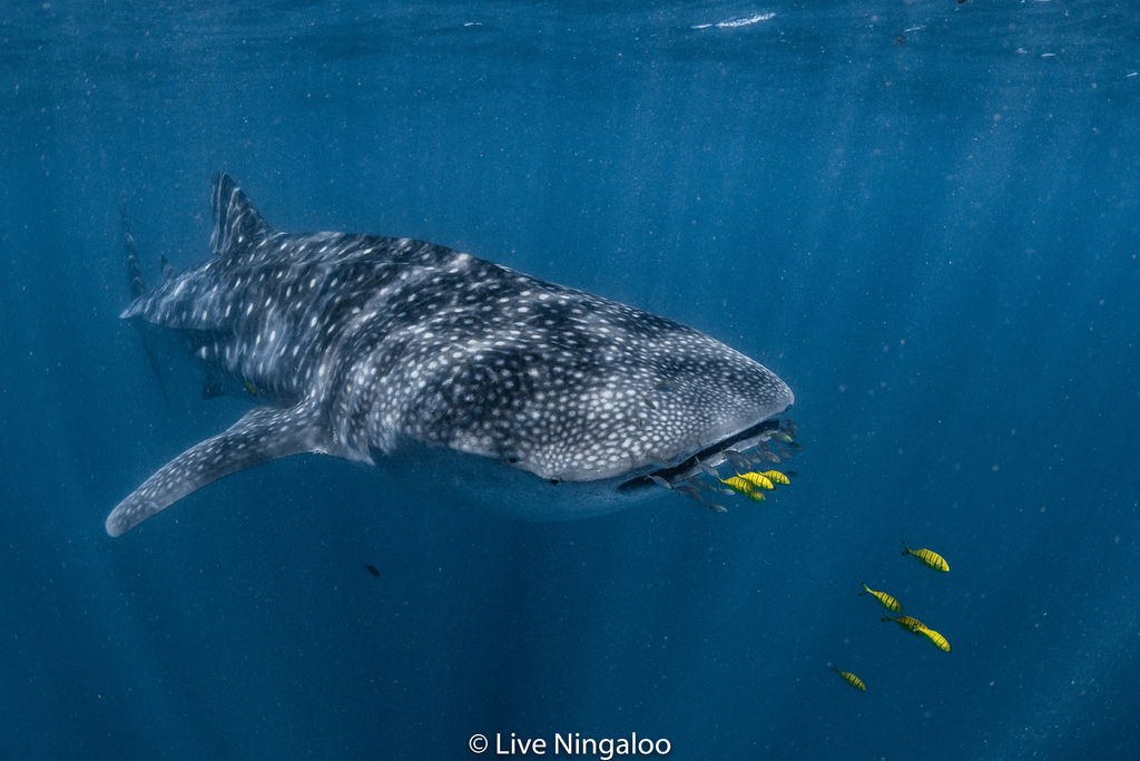 5ee8a33b-f1f5-4733-9efd-654113279f34