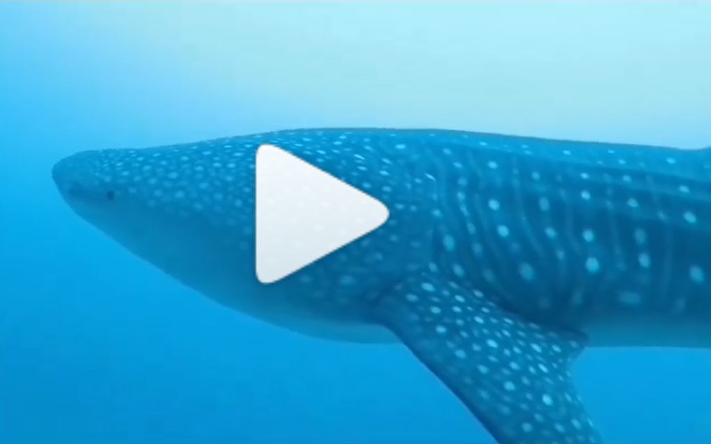 264515c3-4efa-4a49-805c-a3d47fb5d19e